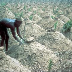 Yam Cultivation