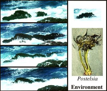 Kelp - Postelsia, habit and habitat