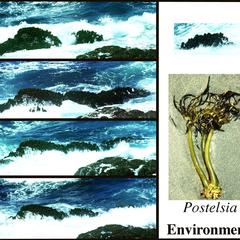 Kelp - Postelsia, habit and habitat