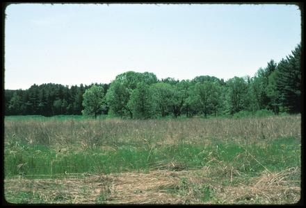 Oak opening in Curtis Prairie, University of Wisconsin Arboretum