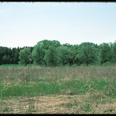 Oak opening in Curtis Prairie, University of Wisconsin Arboretum