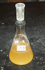 Fermenting flask of grape juice capped by a fermentation lock