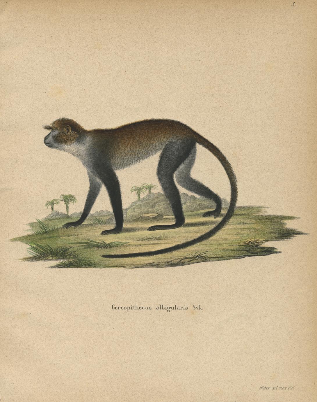 Sykes Monkey Print