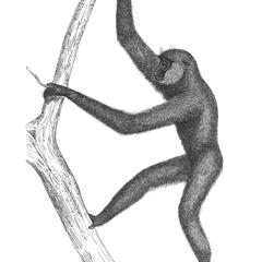 Gibbon concolor