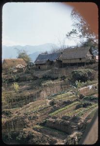 Tai Dam village near Luang Prabang : vegetable gardens