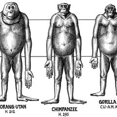 Orangutan, Chimpanzee, and Gorilla Print