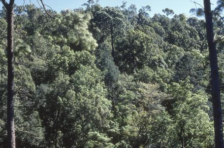 South-facing slope of Sierra de Manantlán