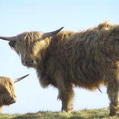Isle of Barra, Outer Hebrides, a Highland cow