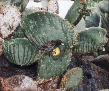 Large Cactus Finch (Geospiza conirostris) on a Prickly Pear Cactus (Opuntia helleri)