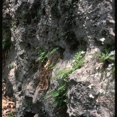 Exposed cliff plants, Wyalusing State Park