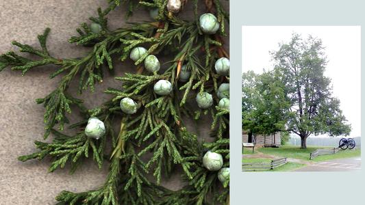 Composite of Juniper with ovulate cones and a tree at the Chikamauga battle field