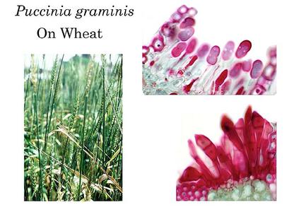 Wheat rust - infection on wheat