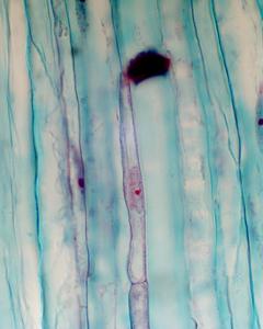 Companion cell in a longitudinal section of Cucurbita stem - prepared slide 100x objective