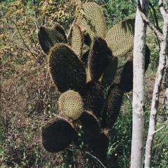 Prickly Pear Cactus (Opuntia echios)