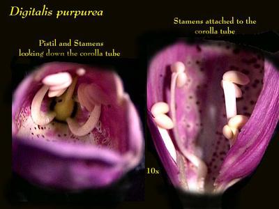 Floral dissection of Foxglove