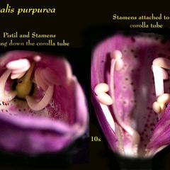 Floral dissection of Foxglove