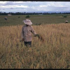 Cutting rice in fields 4, 5