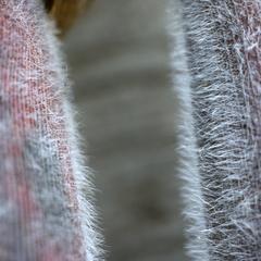 Hairy sheaths of Amecameca corn