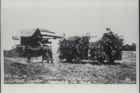Hauling cane, Negros, 1913
