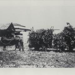 Hauling cane, Negros, 1913