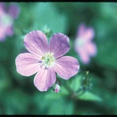 Wild geranium flower close-up