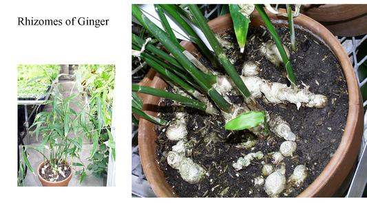Ginger rhizome