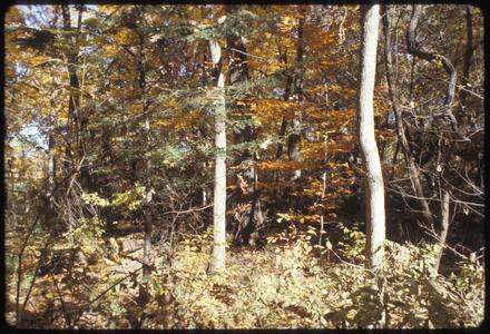 Hemlock and beech under white oak, Wingra Woods, University of Wisconsin–Madison Arboretum