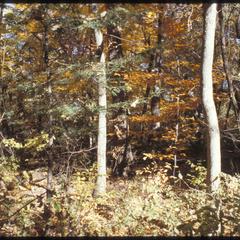 Hemlock and beech under white oak, Wingra Woods, University of Wisconsin–Madison Arboretum