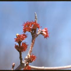 Acer rubrum in bloom in University of Wisconsin–Madison Arboretum