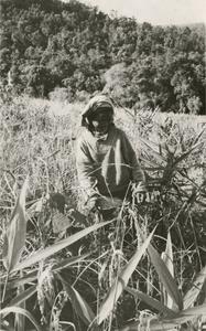 Nyaheun woman harvests rice in her highland rice field in Attapu Province