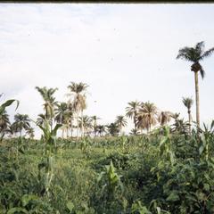 Farms on the outskirts of Ilesa