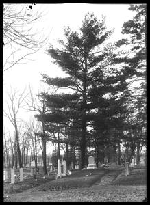 Pine tree - cemetery - April