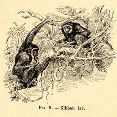Fig. 9--Gibbon Lar