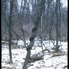 Large bittersweet vine in Gallistel Woods, University of Wisconsin Arboretum