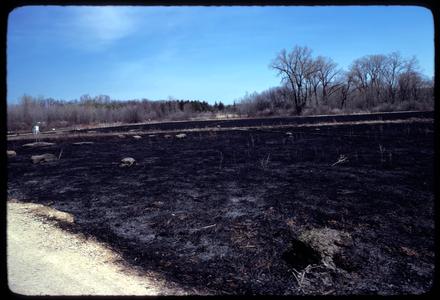 Curtis Prairie after fire, University of Wisconsin Arboretum