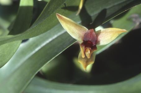 Maxillaria orchid, top of Sierra de Manantlán