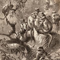 Bonnet Macaque Troop Print