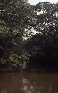 Trees and Osun River