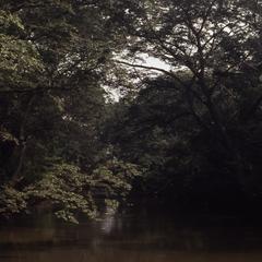 Trees and Osun River