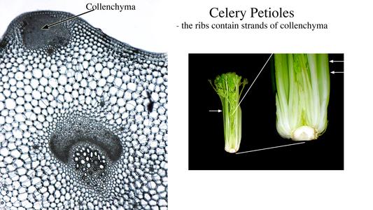Composite of celery petiole.