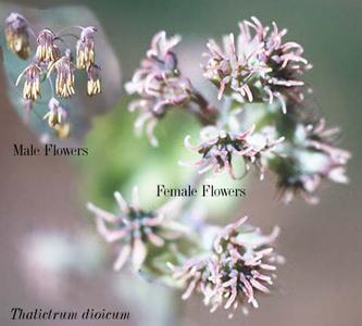 Female and male flowers of Thalictrum dasycarpum
