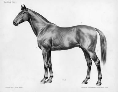 Das Pferd, Tafel 1