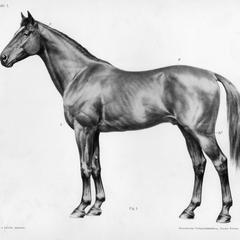 Das Pferd, Tafel 1
